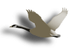 Captcha image 4785